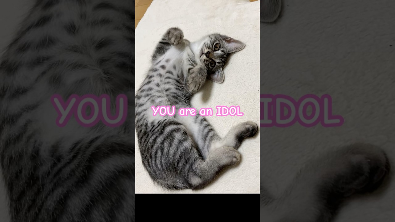 にゃんてたってアイドル😻【幸のスズ】#shorts  #子猫 #ねこ #cats #catshorts  #kitten  #かわいい猫  #かわいい子猫