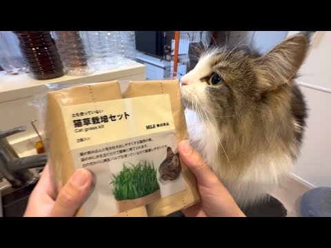 【初日】猫草栽培セットを購入したので育ててみた