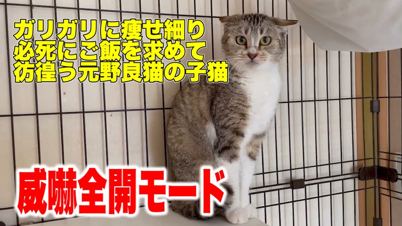痩せ細った子猫を保護し、その後の様子