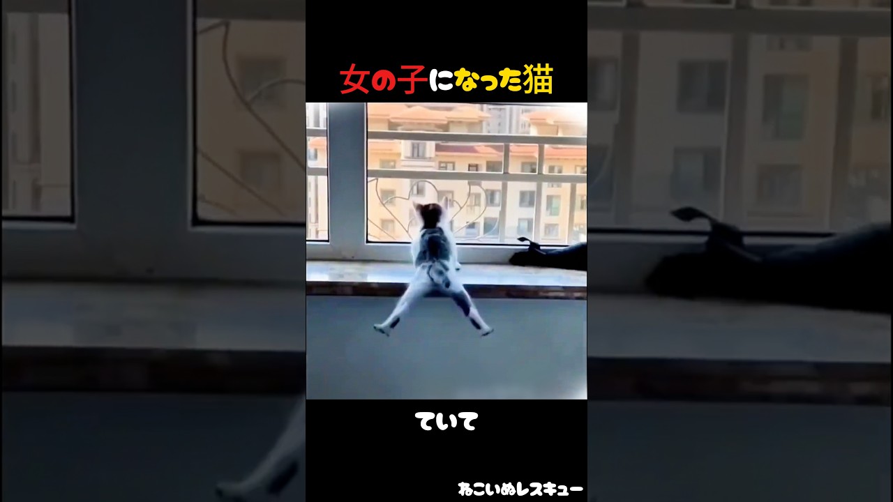 猫、大事なところをぶつけた瞬間