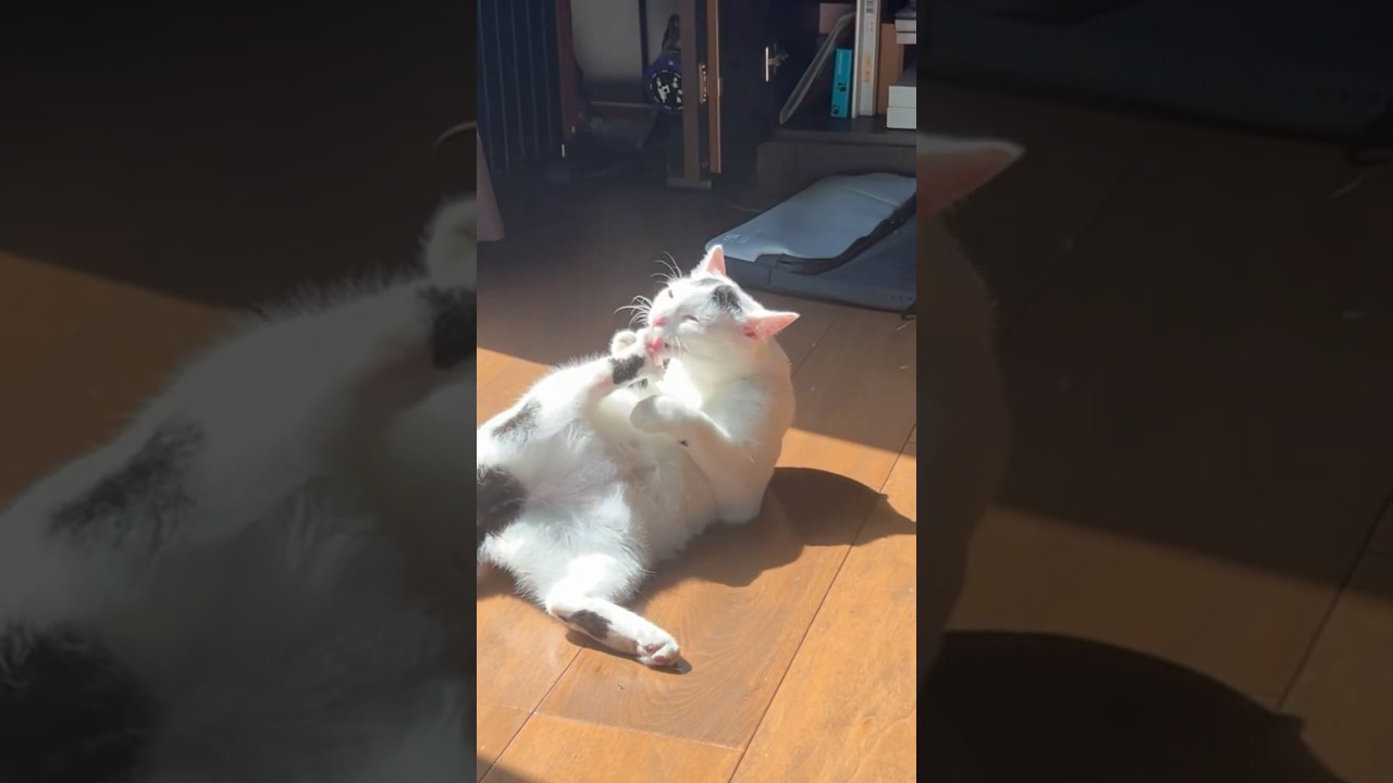 おじさんがビックリ！#保護猫 #ねこ #猫のいる暮らし ＃ミルねーさん#shorts