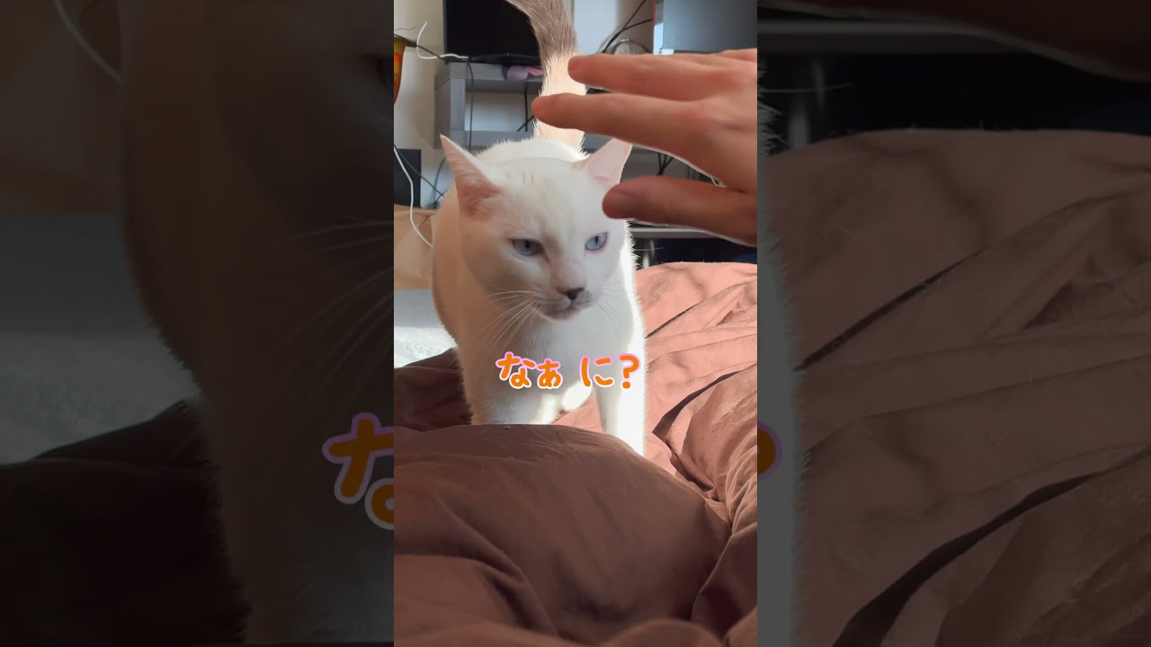 子猫の頃から次男と一緒に寝ていた結果…