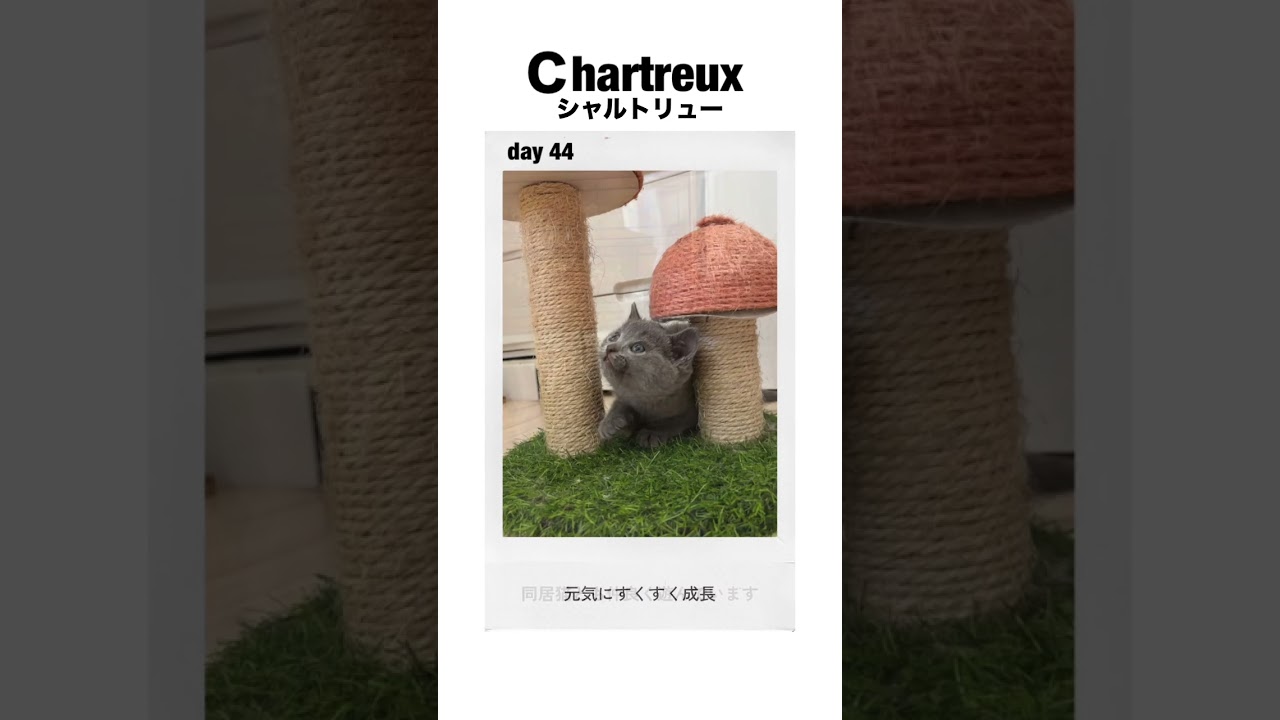 #shorts 44日目【シャルトリュー子猫】男の子たち #シャルトリュー #子ネコ