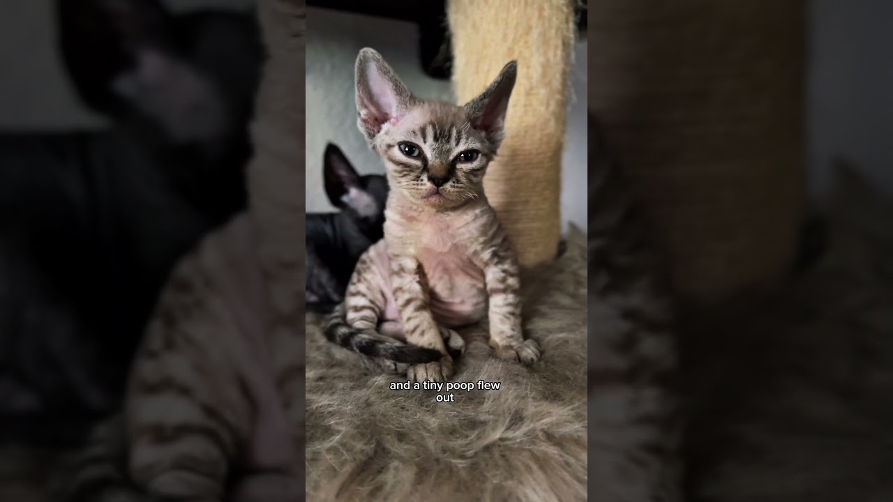 Kitten’s “Surprise Poop” Moment—Thought He Was Done, Gravity Disagreed! 😹💩 | Devon Rex #floof