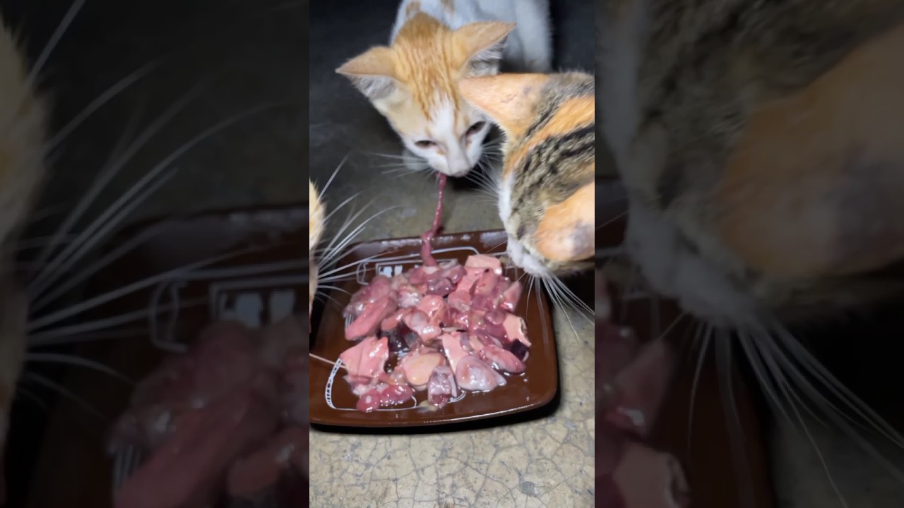 Feeding Cats #kittens
