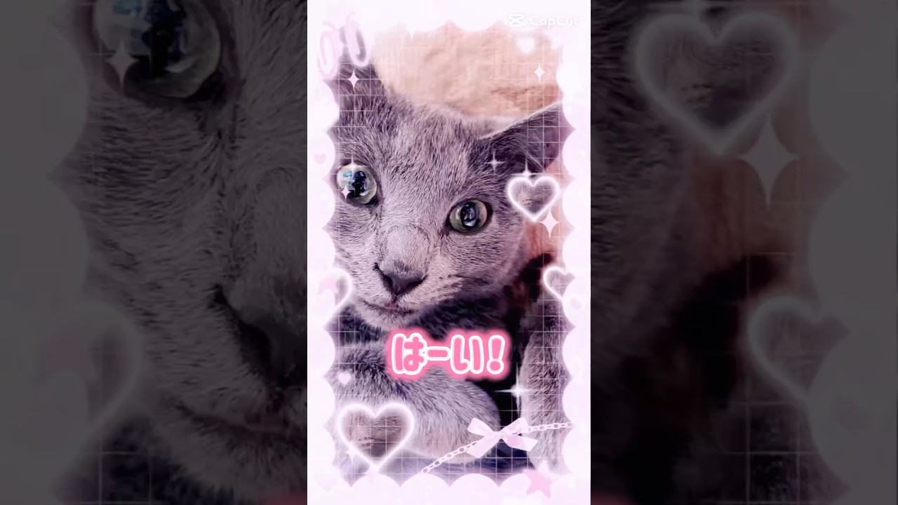 【猫ロシアンブルー】そらちゃ〜ん？❤️何が好き〜？？❤️#shorts