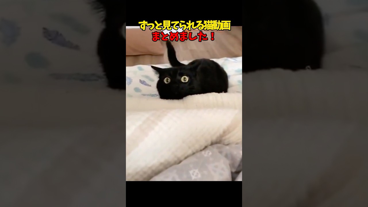 ずっと見てられるわ〜 #猫 #cat #cats #ねこ
