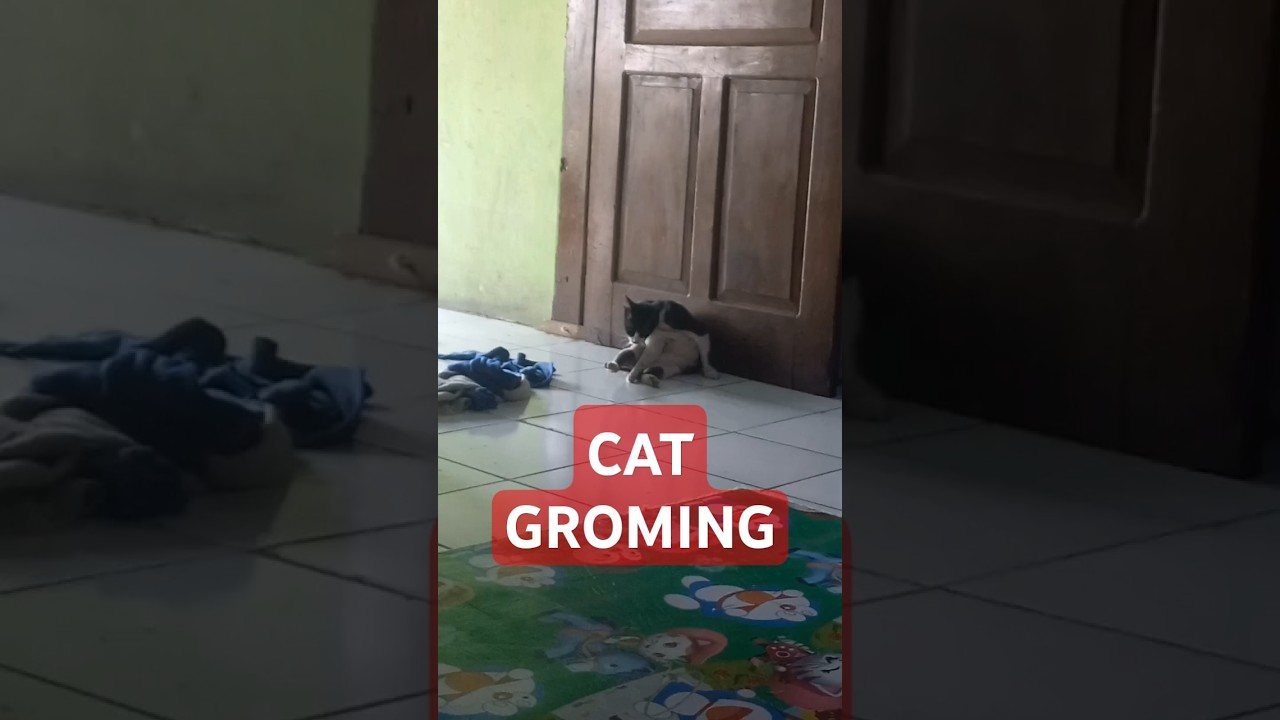 kucing manx bersih bersih #manxcat #catgrooming