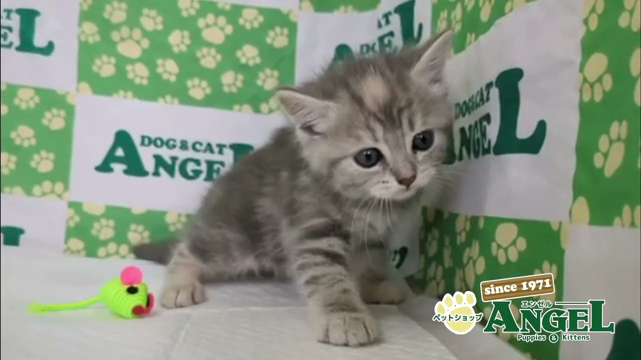 スコティッシュフォールド 2504122 【ペットショップエンゼル　子犬・子猫販売】