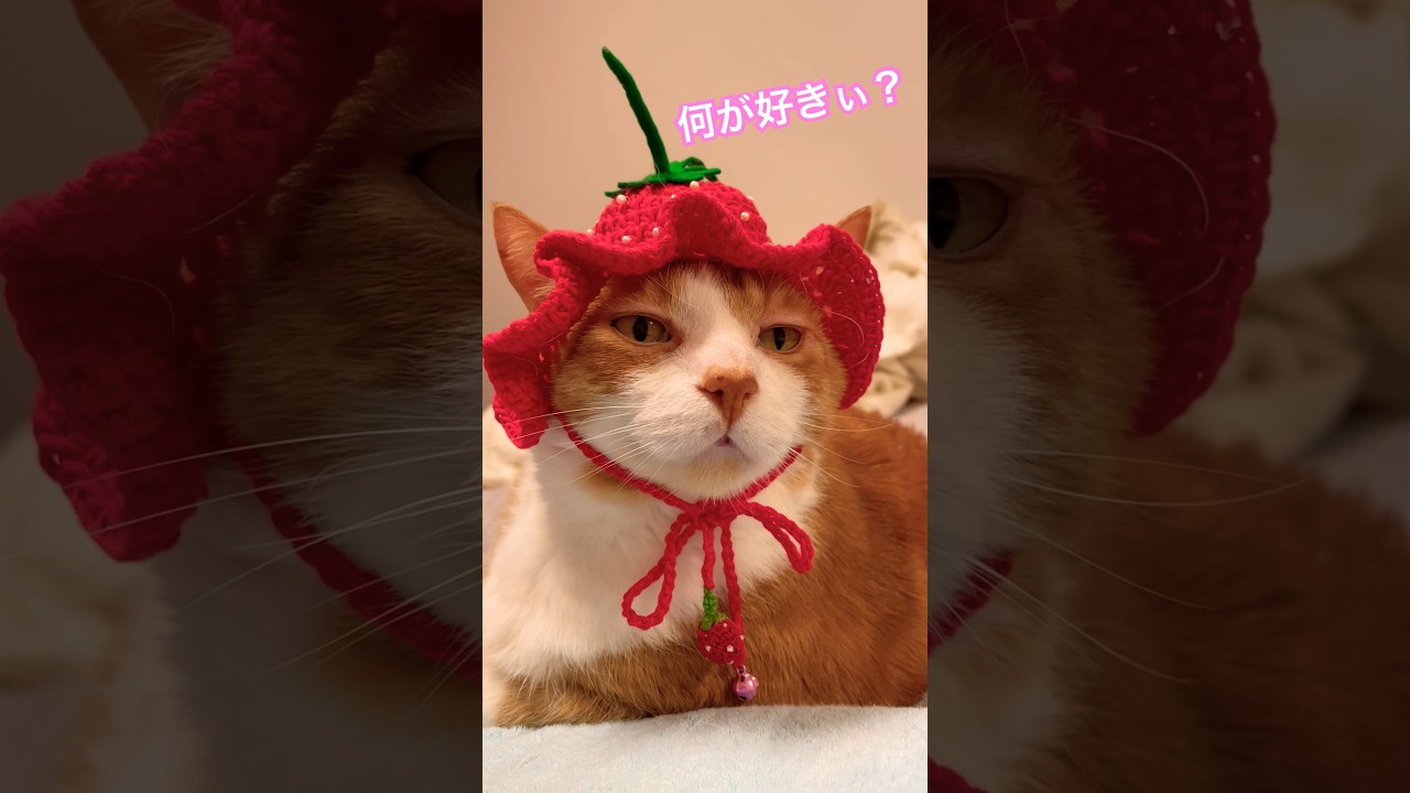何が好き？【リオナとケア】#猫動画  #猫のいる暮らし#catlovers