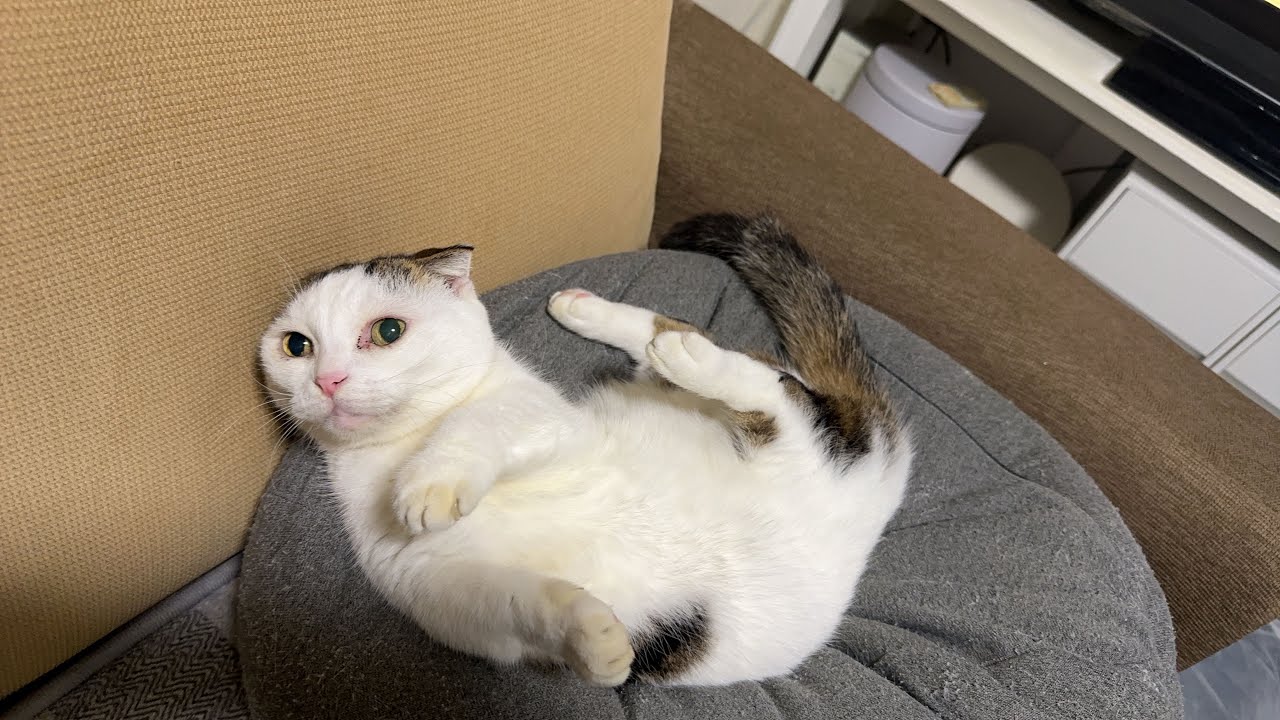猫🐱かいちゃん🐱ライブ配信02500430at Live streaming #猫 #cat #かいちゃん  #猫ライブ #live