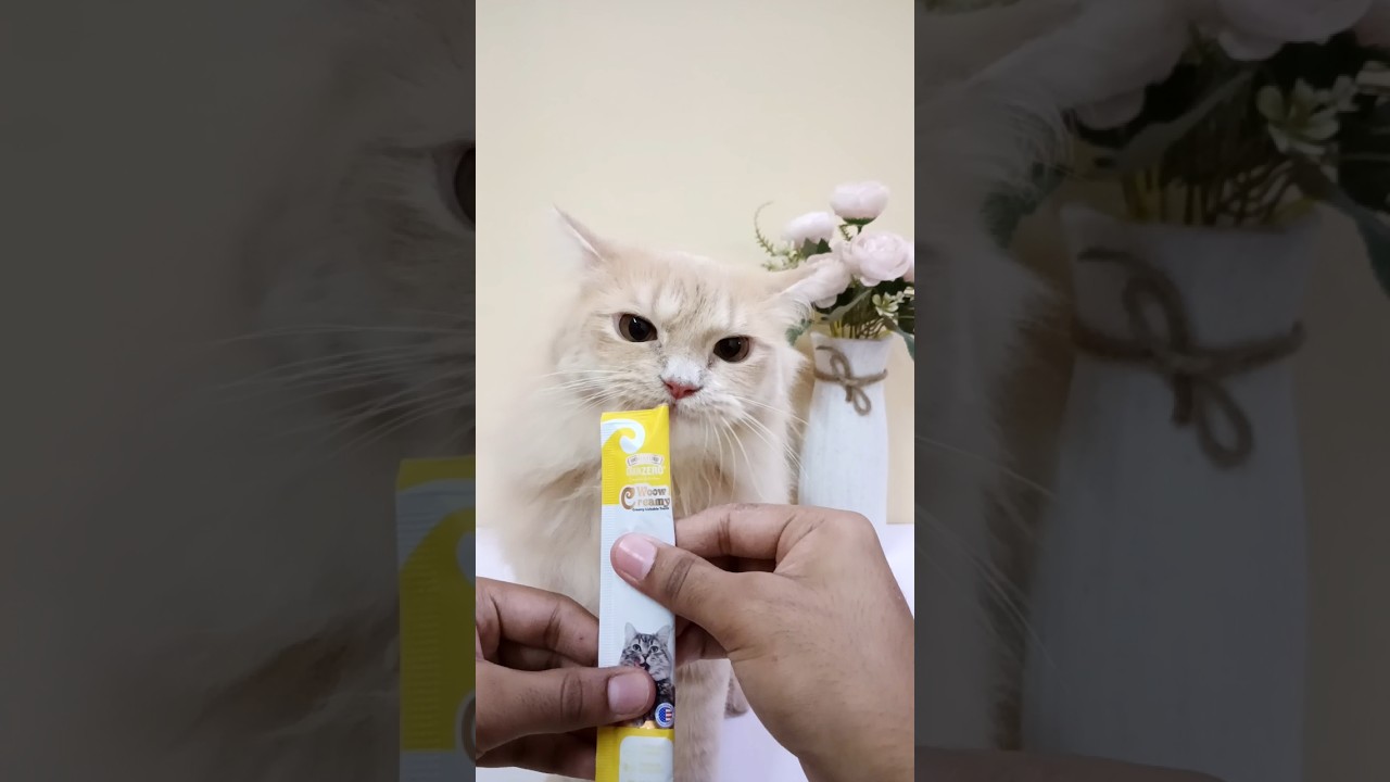 Crab in creamy treats #shorts #cat #persian #pets #cattreats