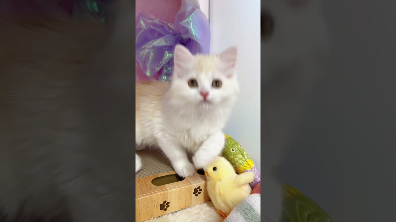 【ご家族様募集中】長足マンチカン男の子♡ #cat #かわいい子猫 #kitten #子猫 #cute #子猫ブリーダー #長足マンチカン #マンチカン