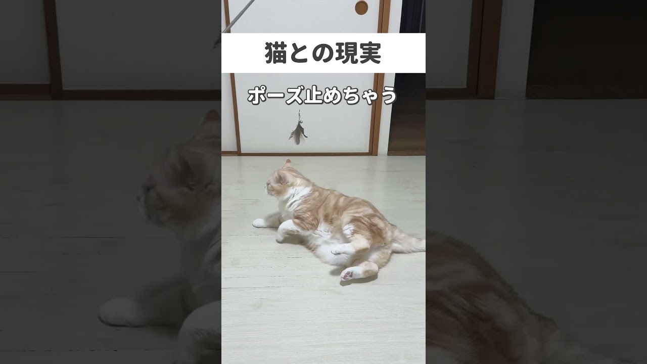#猫 #猫好きさんと繋がりたい #元気になる動画 #cat #子猫