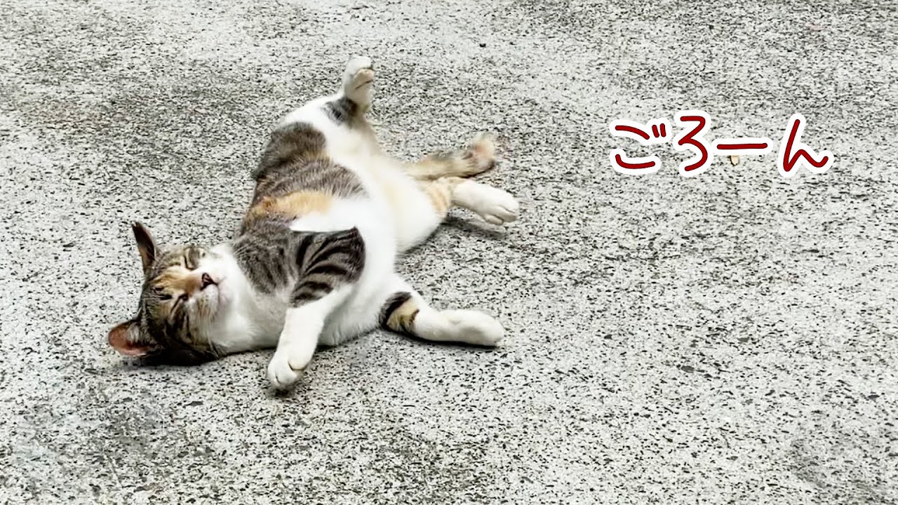 地域猫さんとの ふれあい日記【宮崎県高千穂町】仔猫もいたよ