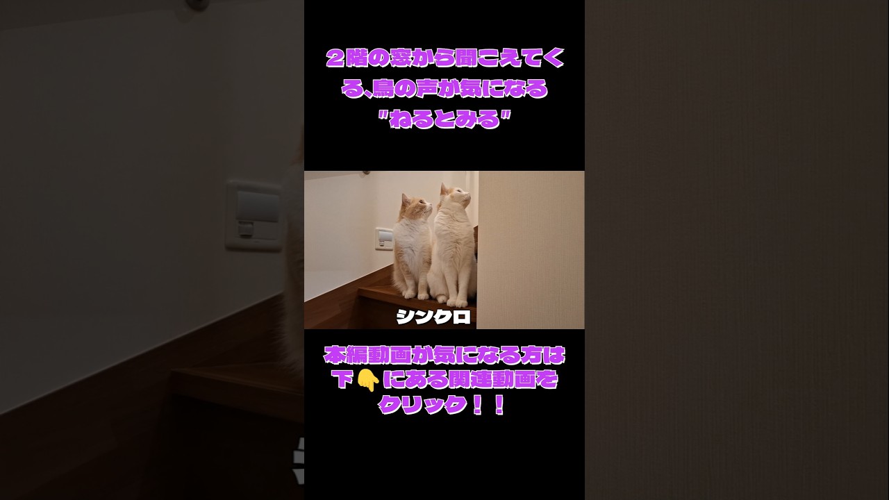 鳥の声が気になる ”ねるとみる“#シンクロ#マンチカン#ミヌエット
