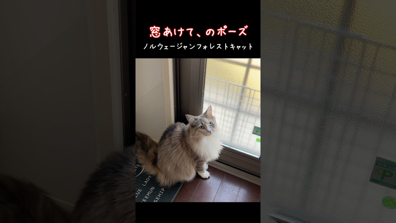 ノルウェージャンフォレストキャットは外を見たい　#norwegianforestcat