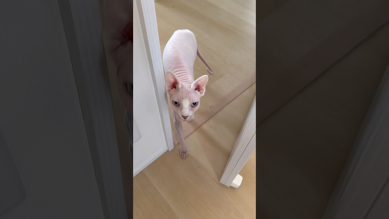 部屋に入ってきて甘える毛のない猫【スフィンクス】