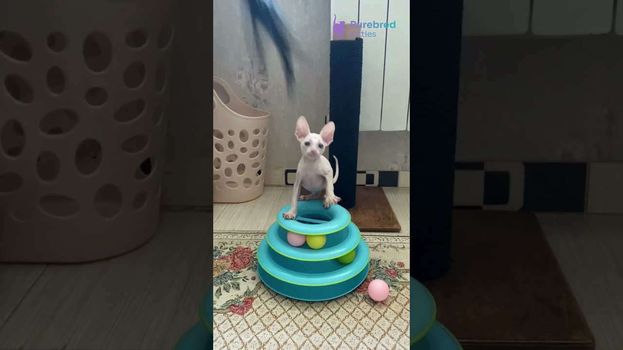 Adopt Moor: Your White Cornish Rex Kitten 🤍 Hypoallergenic, Sweet & Full of Energy! #CornishRex