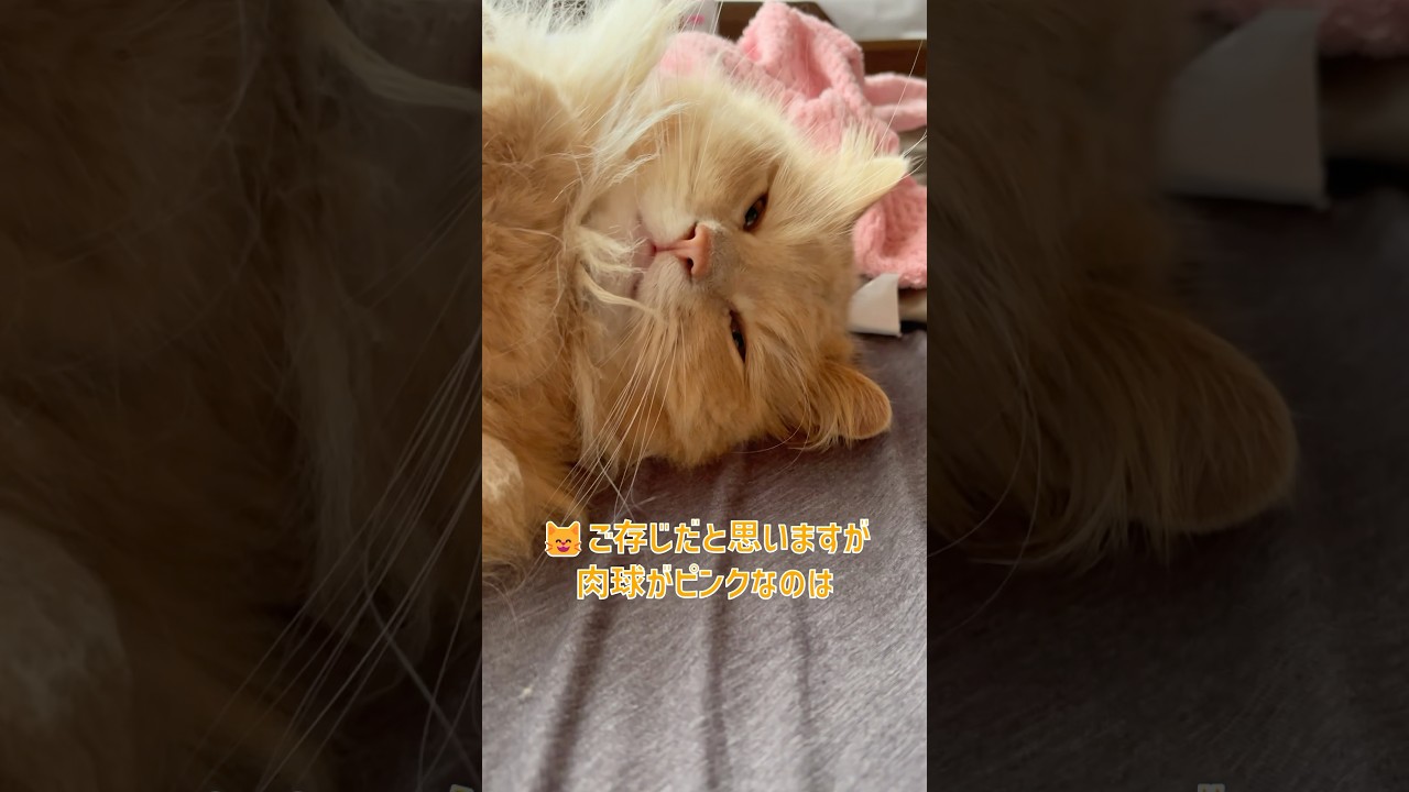 【猫の雑学】肉球がピンク色なのは…【サイベリアン・ずんだ】 #shorts #サイベリアン #猫 #いたずら