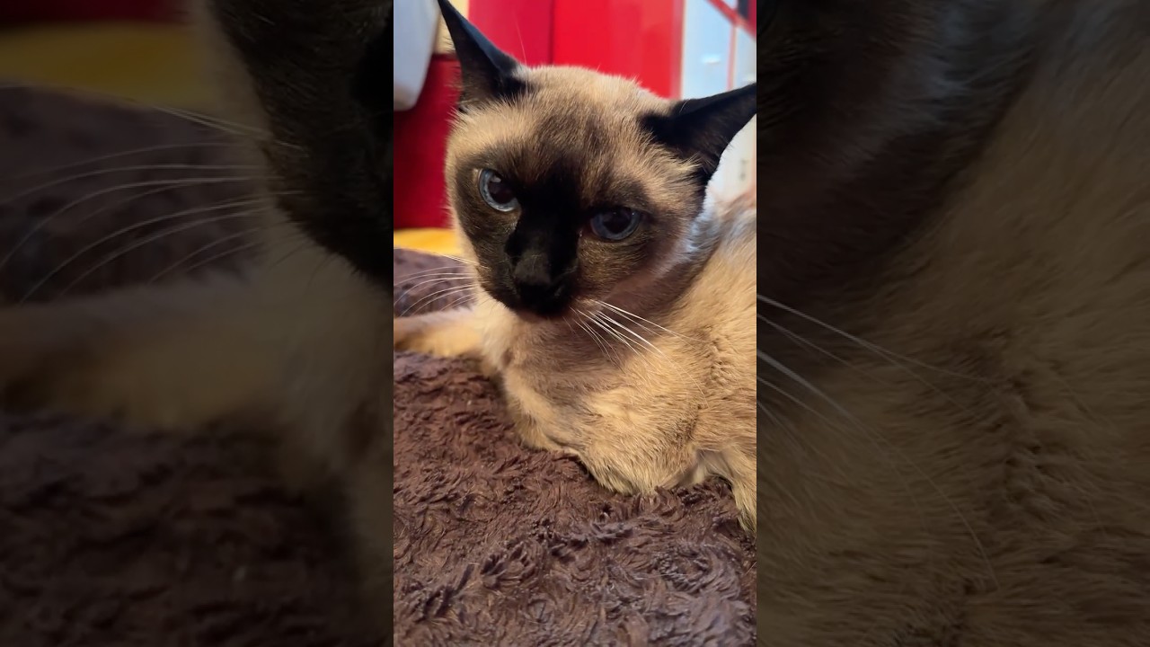 同居猫がペロペロしたがるので自分はペロペロを我慢したのに急に立ち去られてビックリのたぬき猫なのにゃ♪ #cat #シンガプーラ #トンキニーズ#たぬき猫#singapura#tonkinese