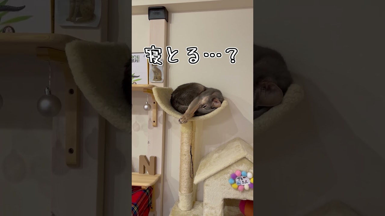 アビシニアンとは その48 お顔を隠して寝ちゃう猫 #shorts #猫 #アビシニアン
