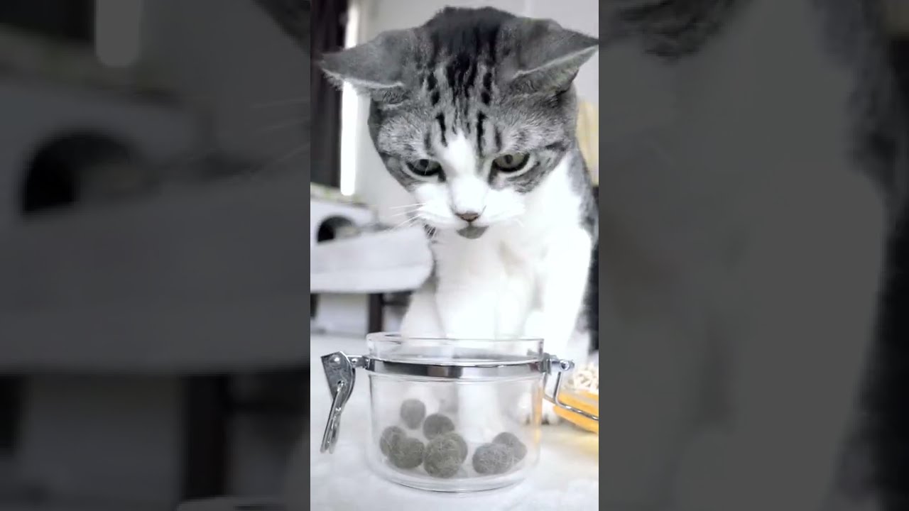 抜け毛の毛玉で遊ぶのが大好きなねこ #Shorts