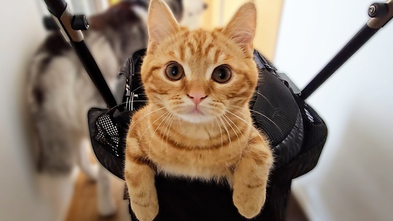 大雨でもお散歩に行きたい子猫がこうなっちゃいました...