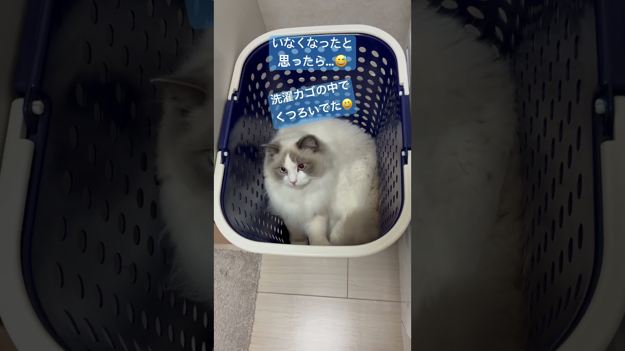 行方不明になったいっぺいがいた場所は!?🐈　#ラグドール #猫のいる暮らし #いっぺいdialy