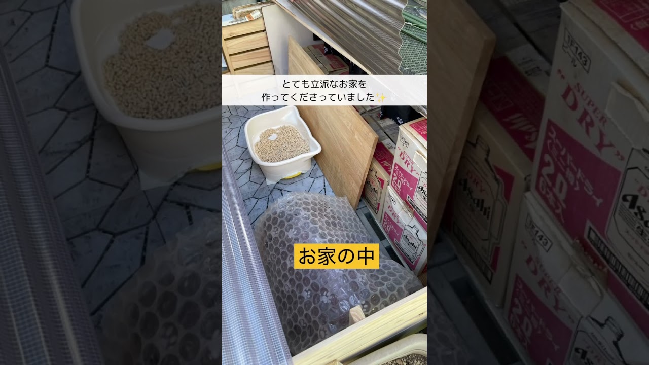 子猫の時期到来！！野良猫のご相談🐱#保護猫 #保護猫を家族に迎えるという選択 #子ネコ #猫のいる暮らし #shorts