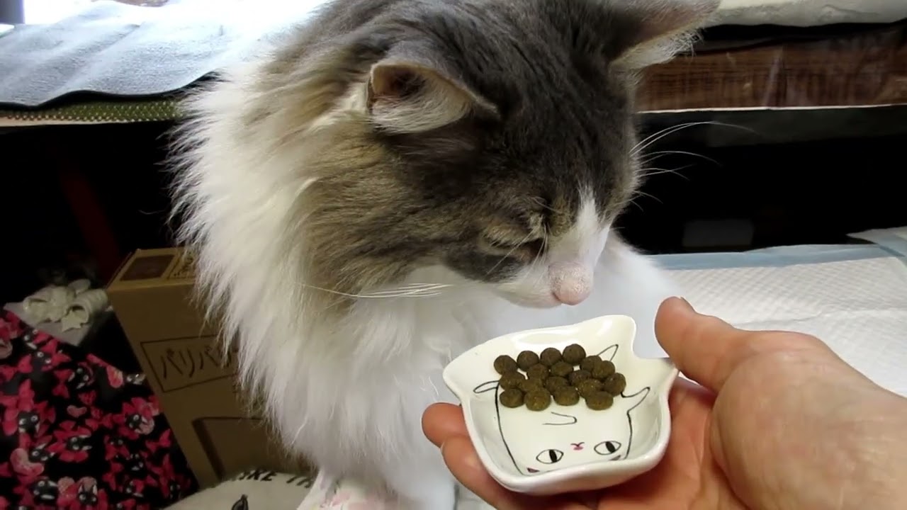 目指せモモ20歳～デブ猫ダイエットシリーズ第3弾～ダイエットに効いた餌～療法食はやっぱり強かった＃肥満猫のダイエット＃猫のダイエットフード＃norwagianforestcat