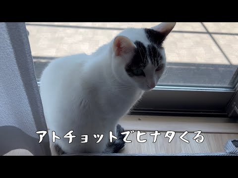 湯たんぽが欠かせない猫