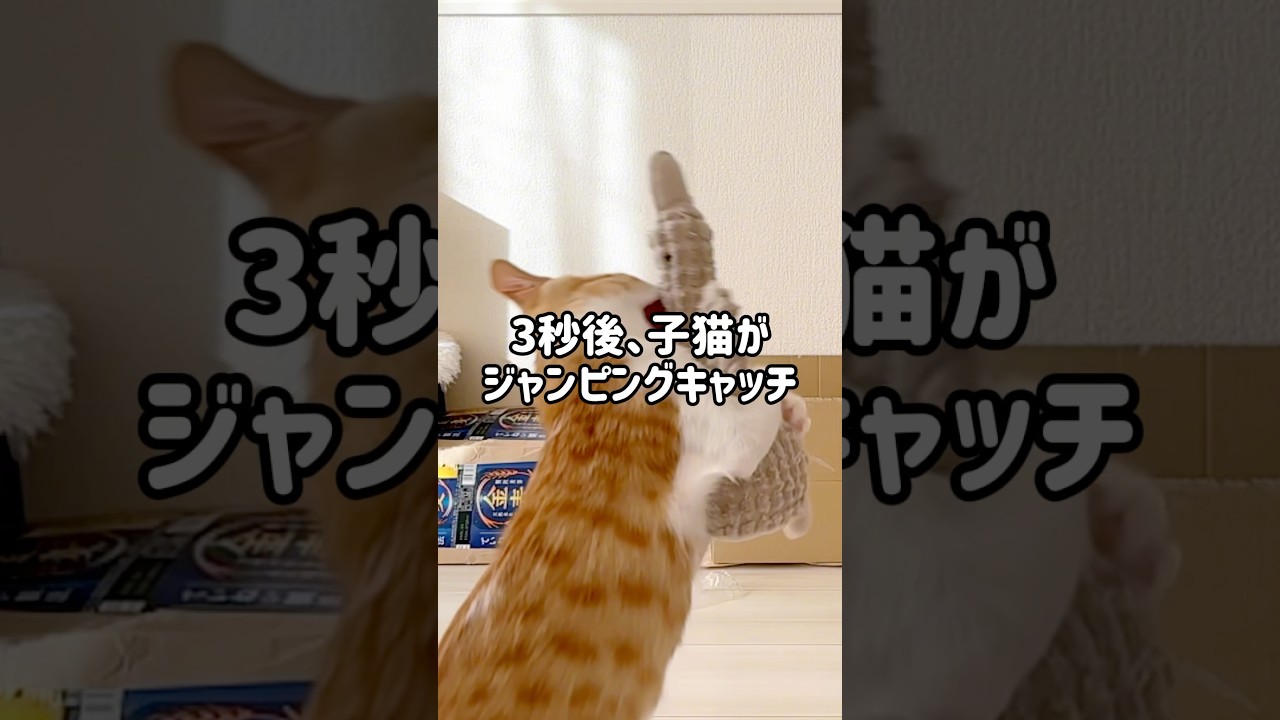 スローモーションで撮影した子猫のジャンピングキャッチ！#ねこ #猫 #子猫 #茶白猫 #保護猫 #茶トラ白 #cutecat #Kitty #cat #猫好きさんと繋がりたい