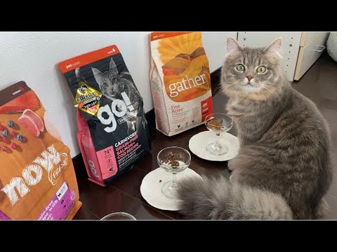もうすぐ１歳 成猫のごはんどうする？３種類食べ比べてみた #サイベリアン