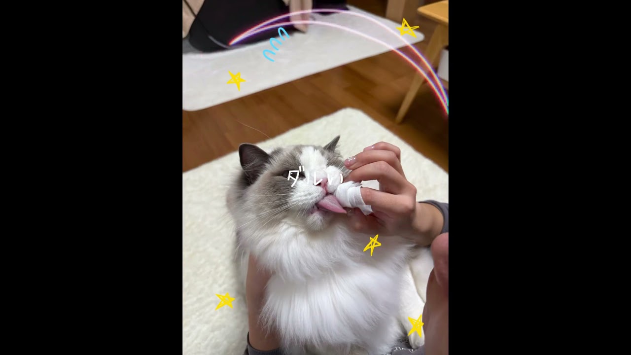 何にもやりたくないいっぺい🐈　#ラグドール #猫のいる暮らし #猫好きさんと繋がりたい #いっぺいdialy