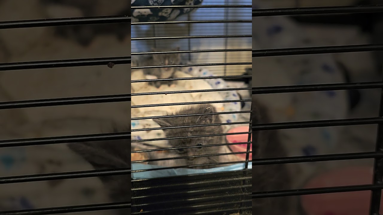 3 tiny grey Manx kittens meowing