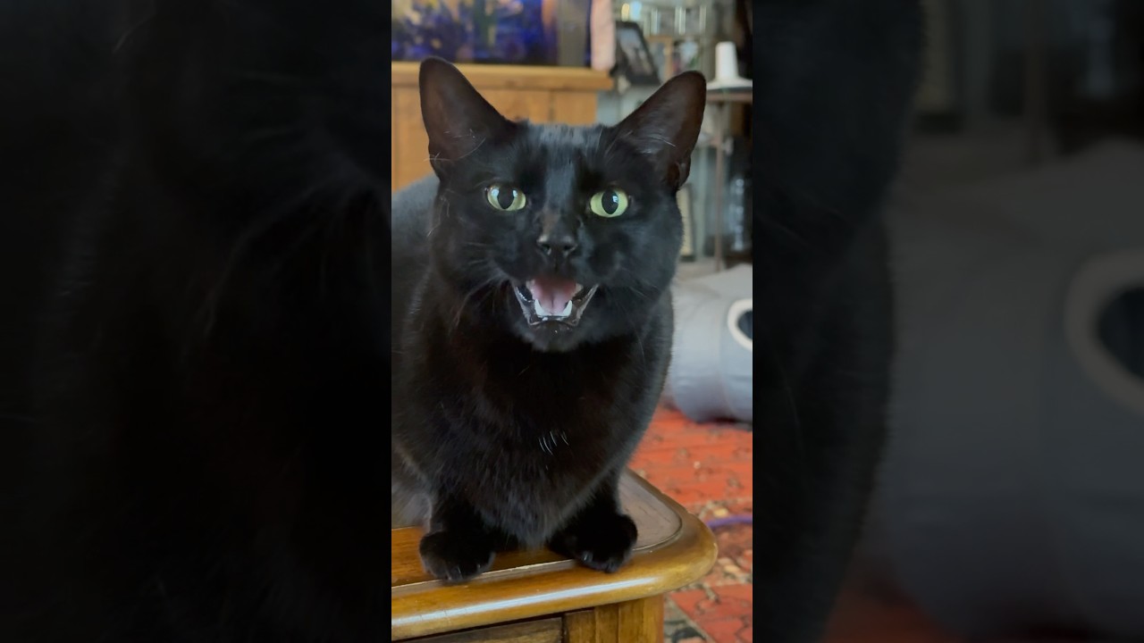 Talking cat