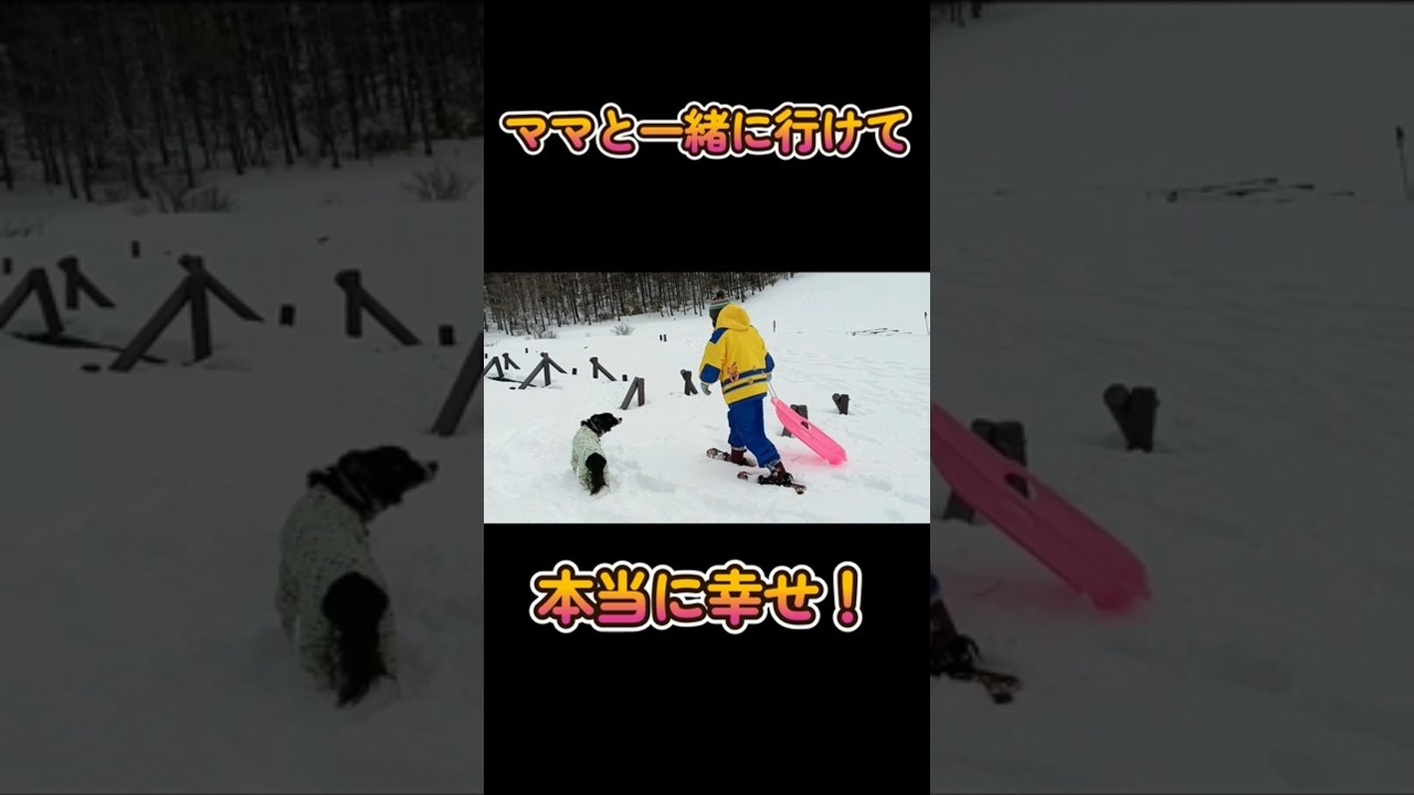脳出血後に初スノーシューと雪遊び♪⑤　#shorts #脳出血 #ボーダーコリー #犬とお出かけ #ハイエース #夫婦 #スノーシュー