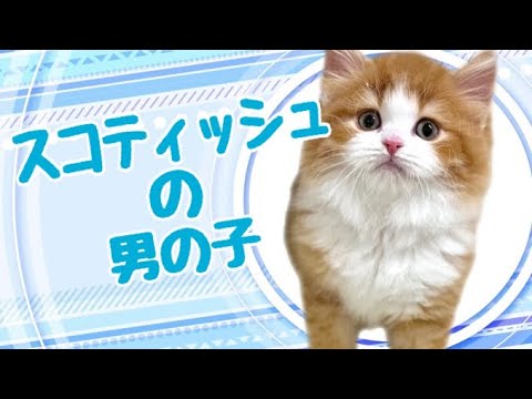 スコティッシュフォールドの子猫　（和歌山）
