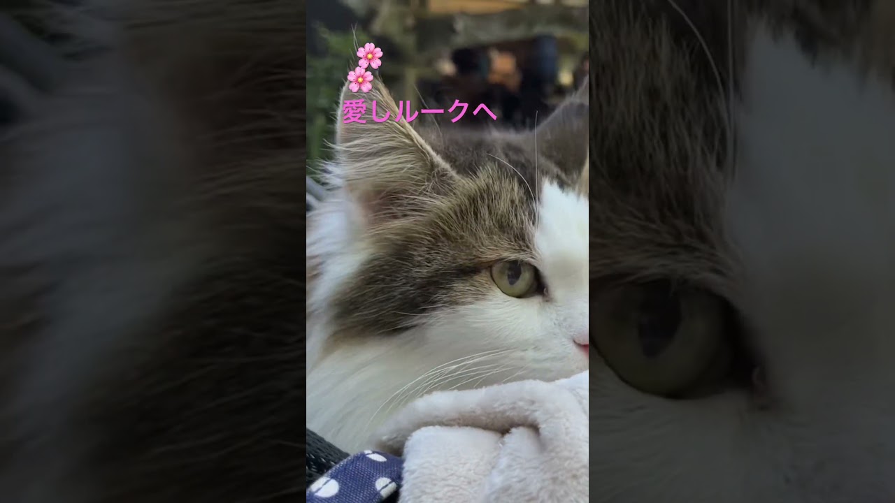 愛しルークへ💕#shorts #cat #ノルウェージャンフォレストキャット #猫のいる暮らし #猫 #pets
