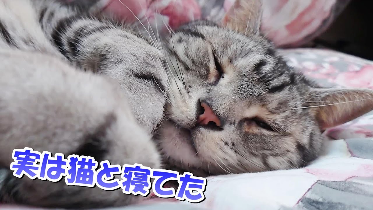 ソラさんどこで寝てたのーっ（アメリカンショートヘア）