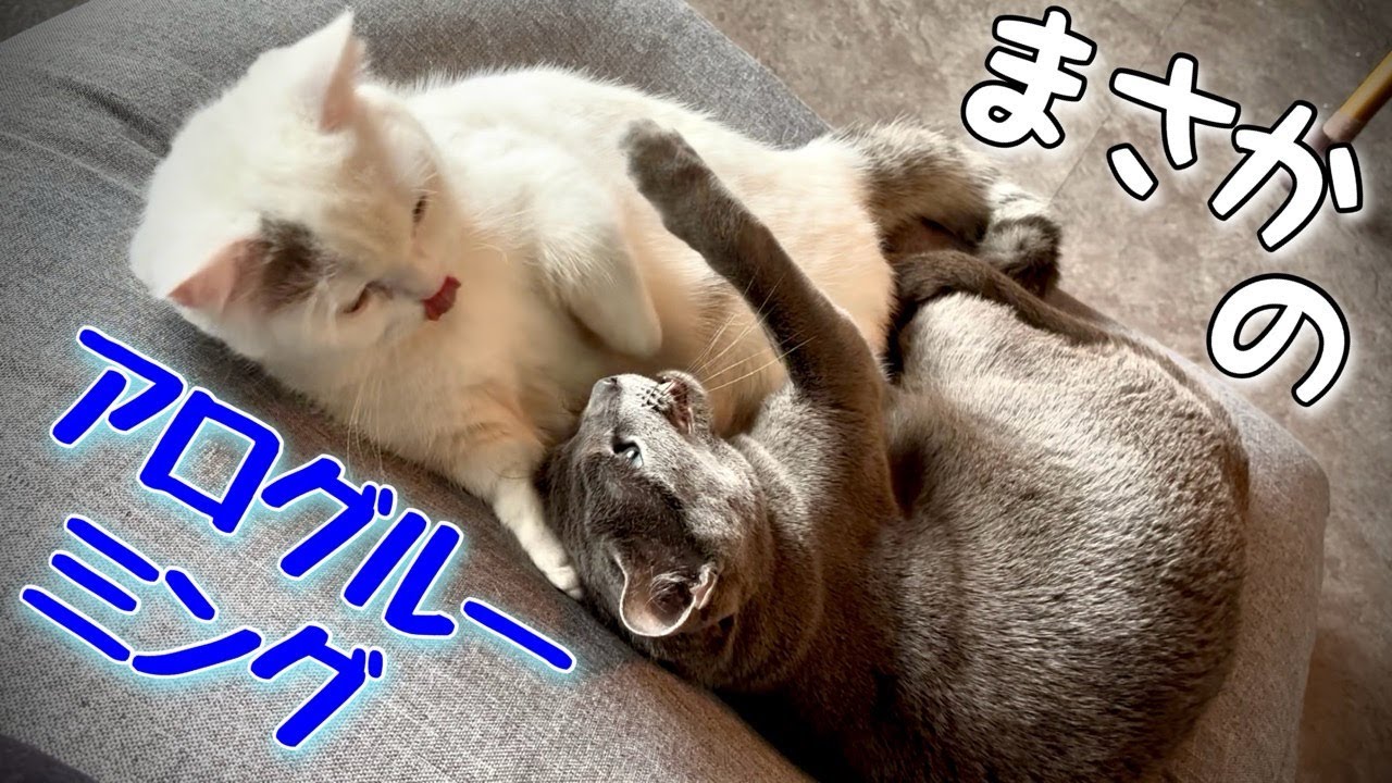 ロシアンブルー | 猫たちが仲良くなった要因を振り返る7ヶ月目 [Russian Blue cat Kotetsu]