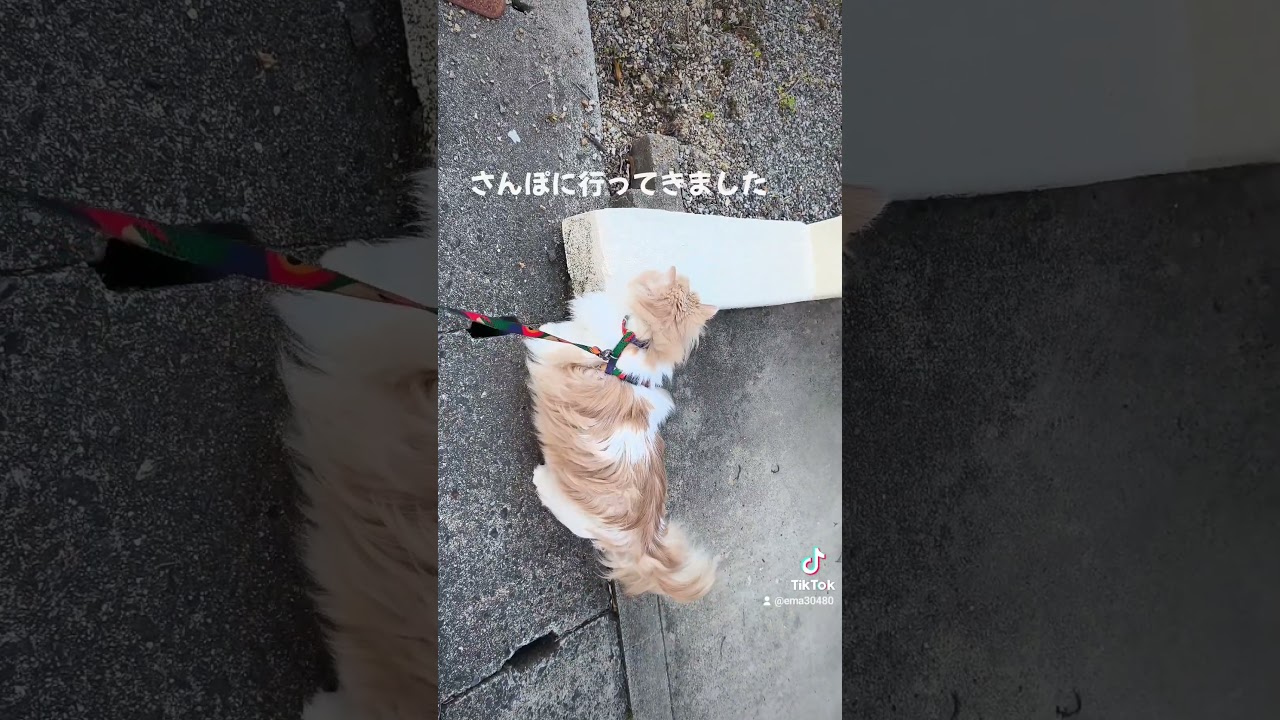 【猫のいる暮らし】#cat #ペルシャ #猫 #スコッティッシュフォールド