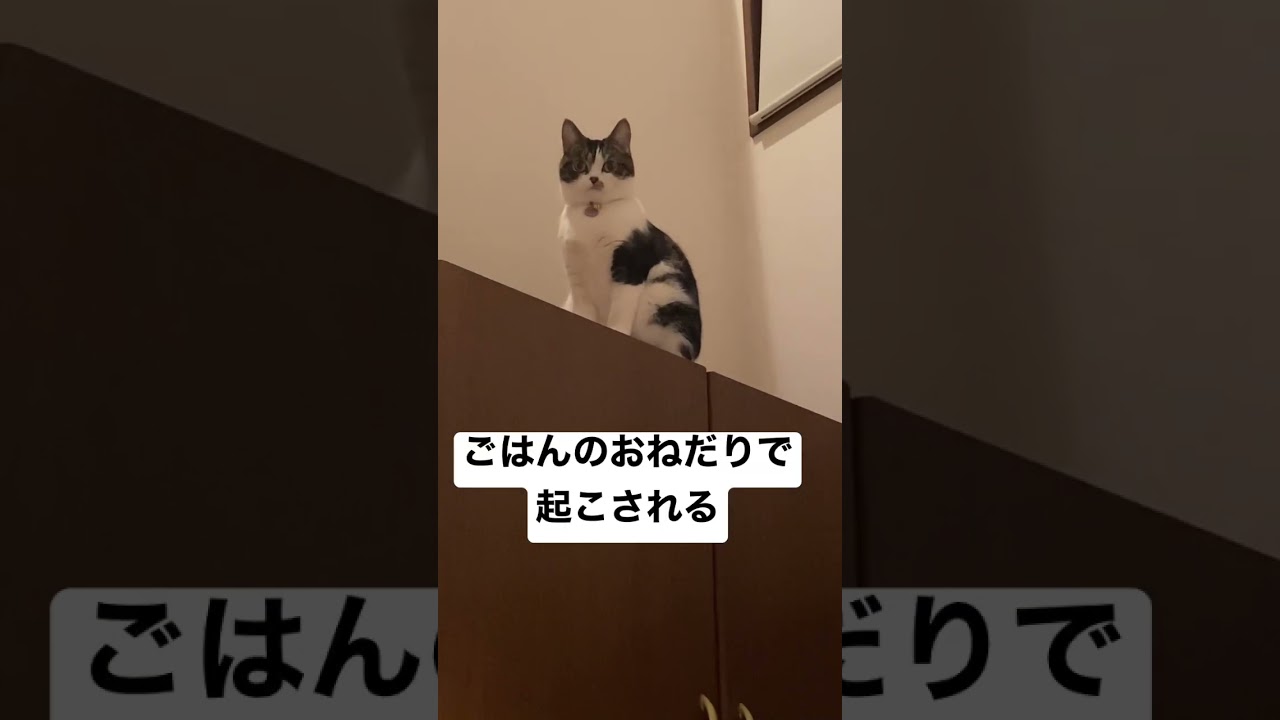 マンチカン猫のラピちゃん　眠いけど朝ごはん食べたい猫