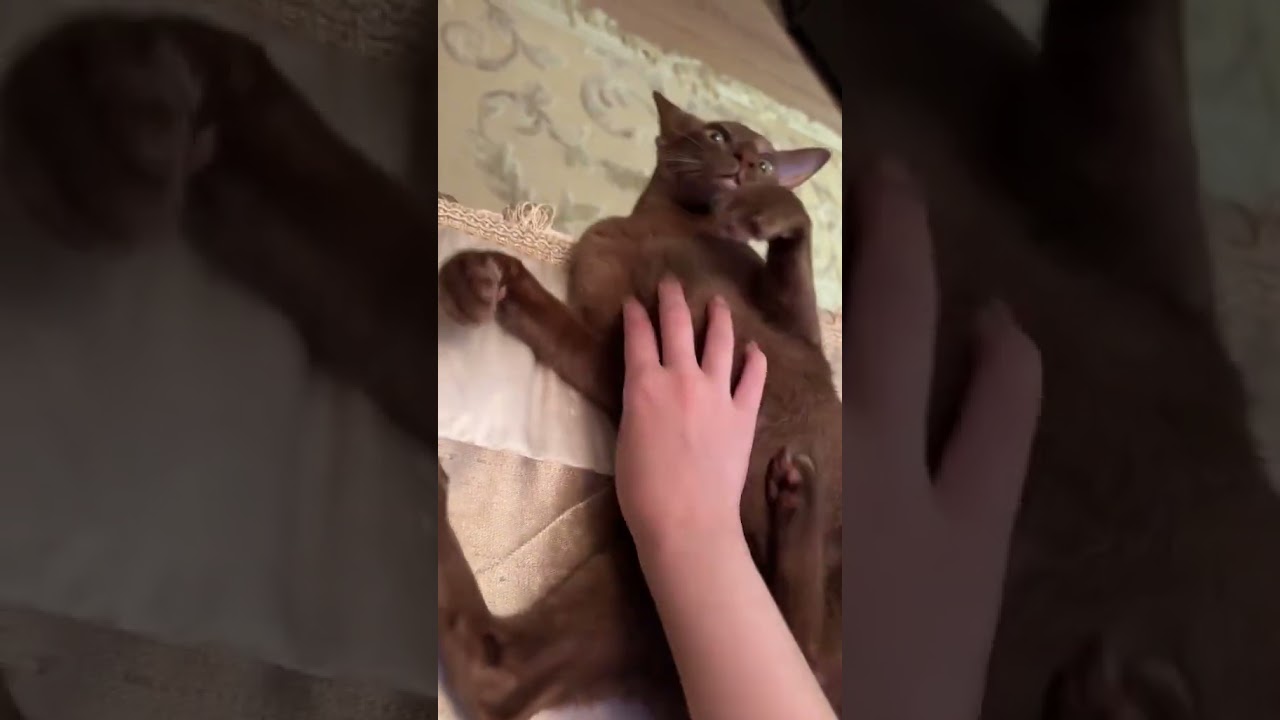 A little happiness #cat #petsunited #unicat #cute #kitten #pet #animals #cutecat #pets #sphynx