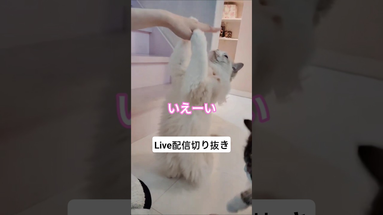 イェーイ！の天才ラグドール#shorts#short#live#live配信#ライブ#ライブ配信#切り抜き#切り抜き動画#きりぬき#ラグドール#cat#猫#ねこ#ネコ#天才#天才猫#芸