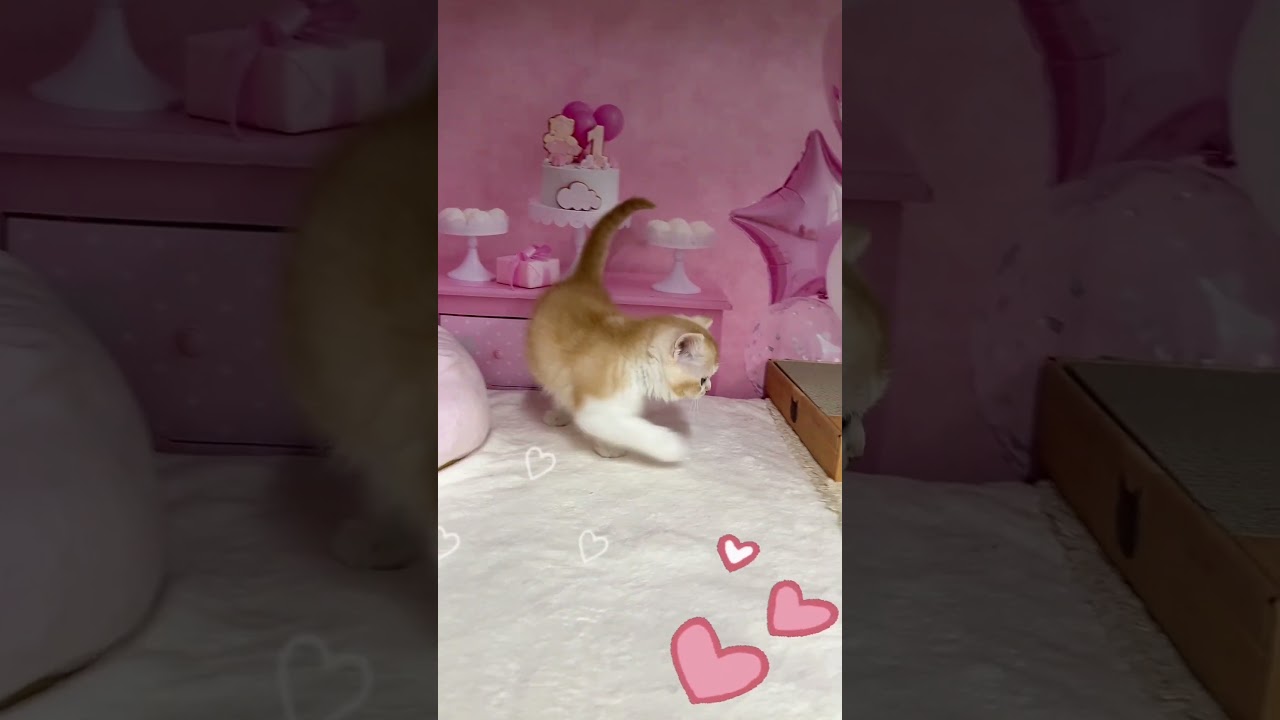 【ご家族様募集中】長足キンカロー女の子 #cat #子猫 #好きな子猫 #キンカロー #アメリカンカール #かわいい子猫 #カール耳 #猫好きさんと繋がりたい #マンチカン #子猫ブリーダー