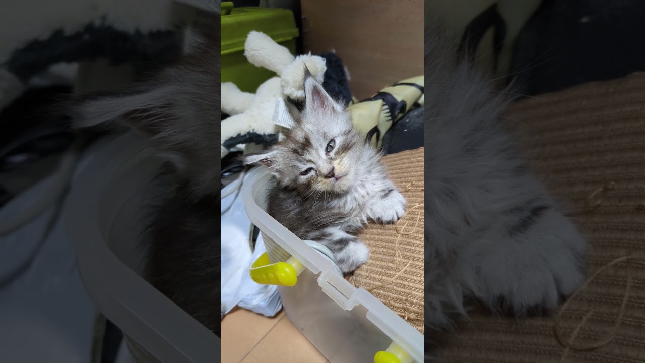 気持ち良さそうに眠りに入るシルバーの男の子＃メインクーン＃ブリーダー＃オノクーン＃東京