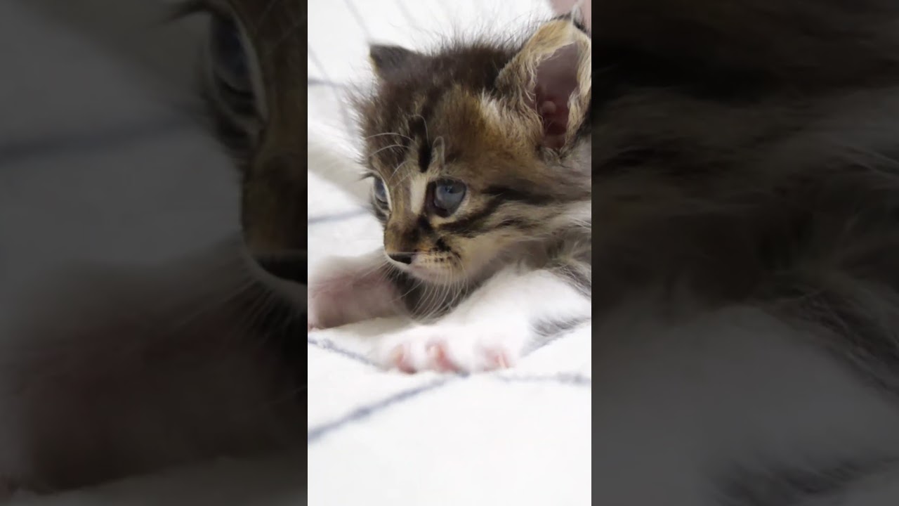 モキュモキュ、ゴロゴロと子猫のかわいい音でほっこり。 #gatto #kitten #子ネコ #cat #meow #asmr