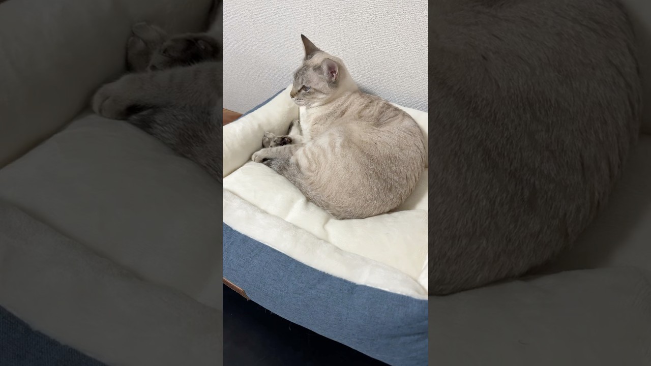 動く前の声が可愛すぎる！　#シャムトラ #元保護猫 #シャムミックス  #cat #猫耳 #kitten  #猫耳 #siamesemix